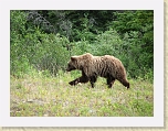 Alaska 079 * This grazing grizzly greeted us to the Yukon Territory during our drive to the put-in. We were fortunate to be able to view it from a safe distance from within our school bus. See movie also. * This grazing grizzly greeted us to the Yukon Territory during our drive to the put-in. We were fortunate to be able to view it from a safe distance from within our school bus. See movie also. * 2816 x 2112 * (2.94MB)